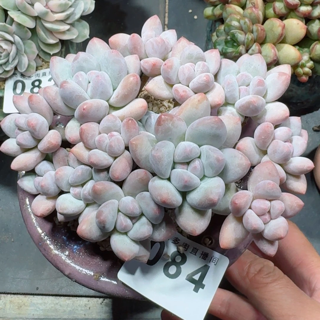 丸叶香水群生整装