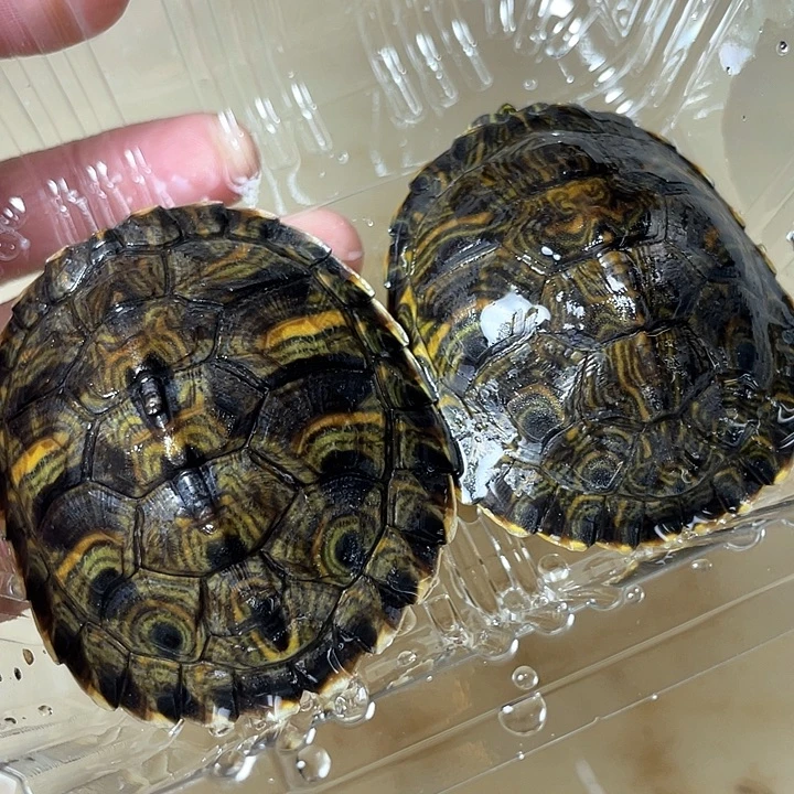 宠物龟不分公母两黄耳，1只尾错甲