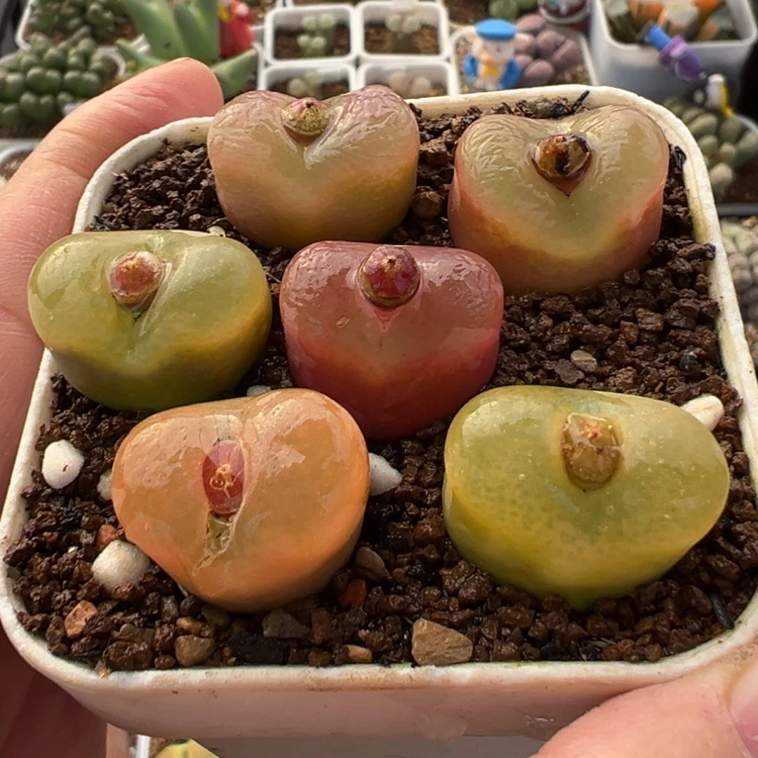 彩虹母本组合多肉植物