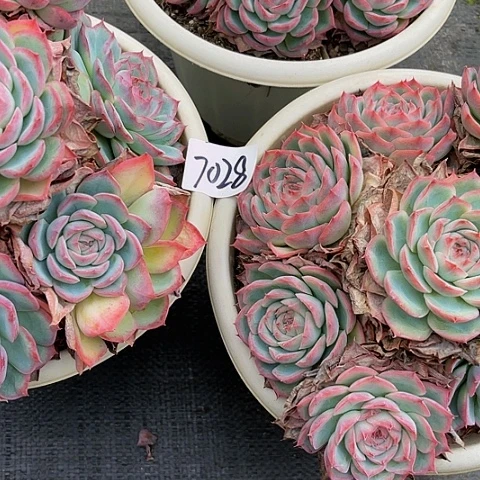 大**?侧影两棵7028