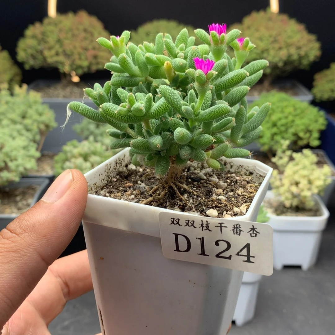 124玉米。