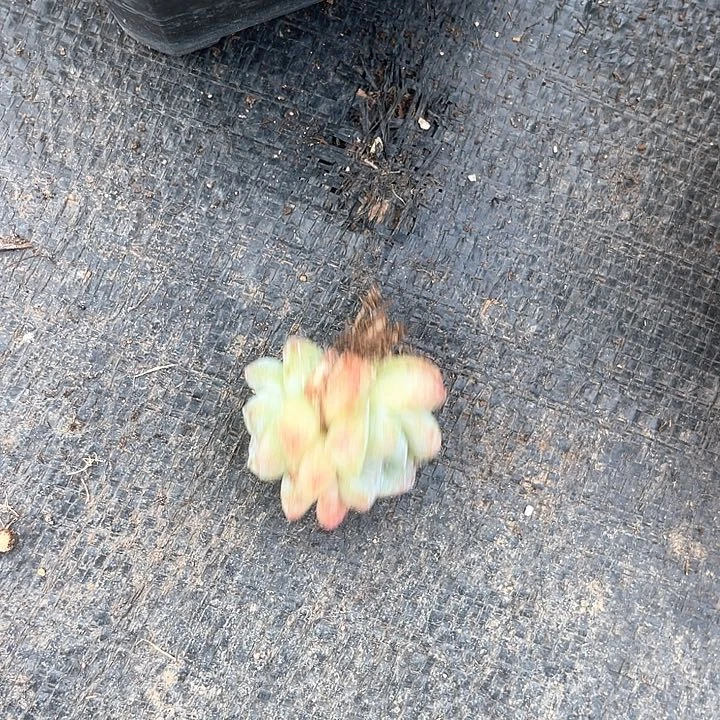 晨语多肉，一物一拍冰玉