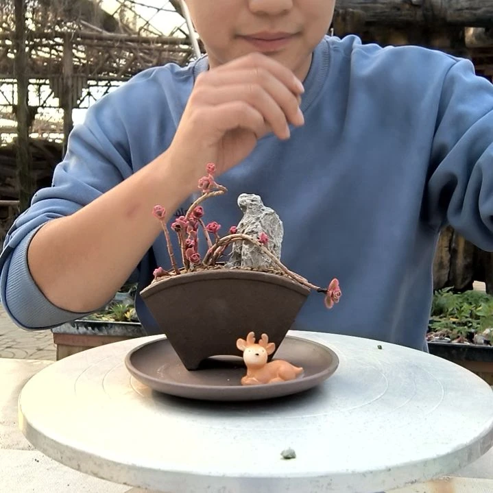 蓝***虫小盆景小植物一物一拍116