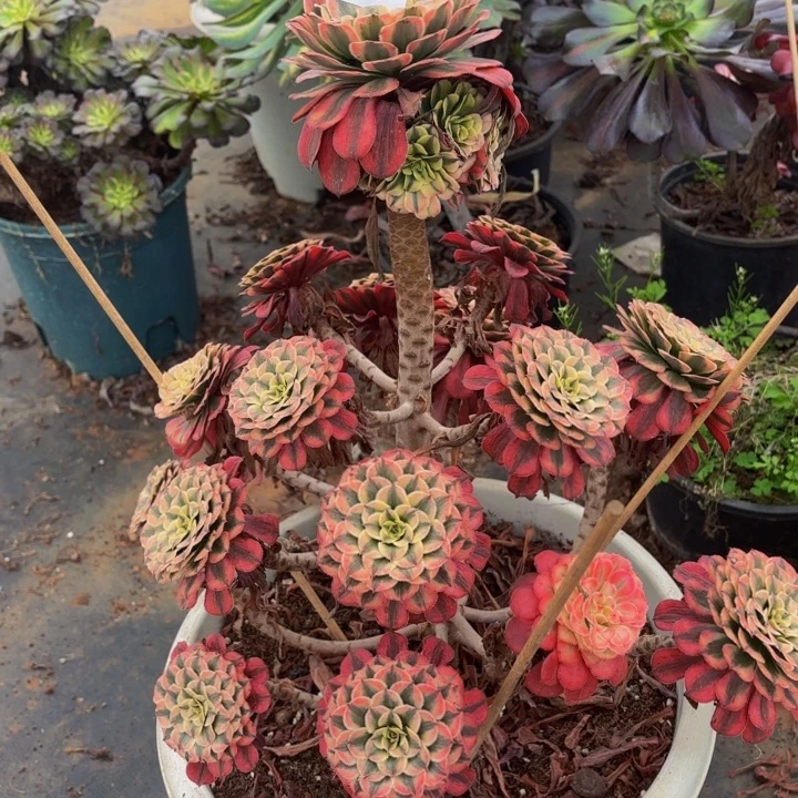 云南粉铜法师多肉1号