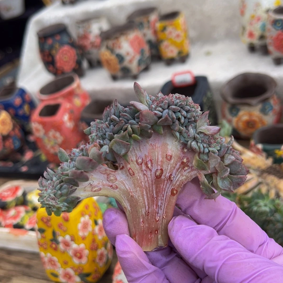 树莓 新年快乐 新年快乐