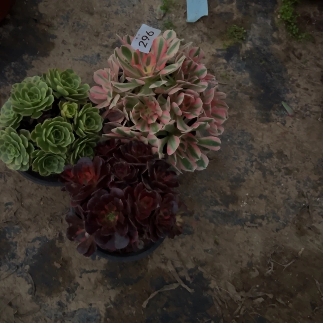 一物一拍组合296多肉植物