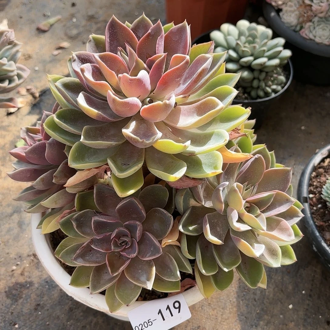 同温层多肉琼斯119