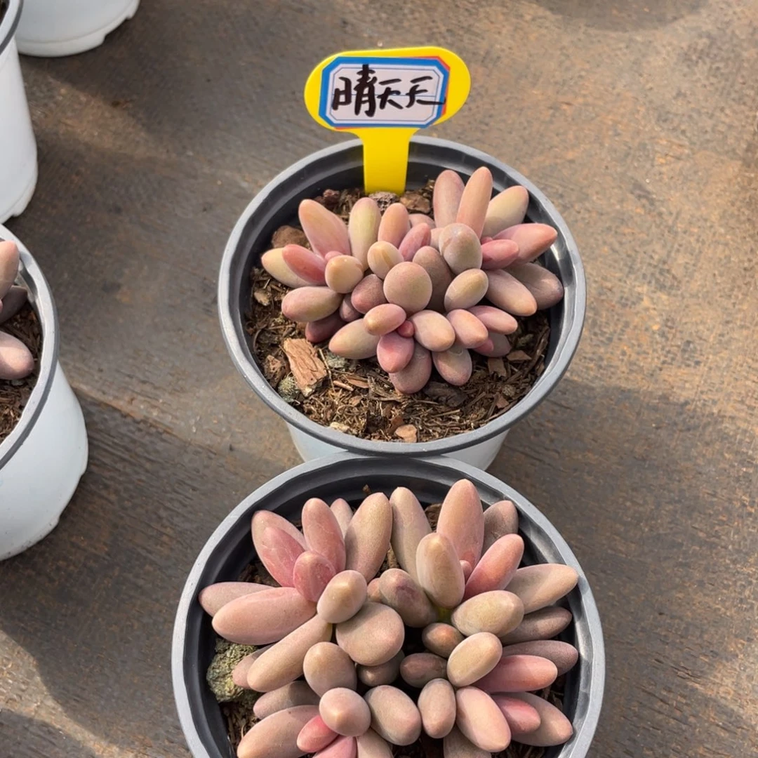 晴*天多肉植物357258963