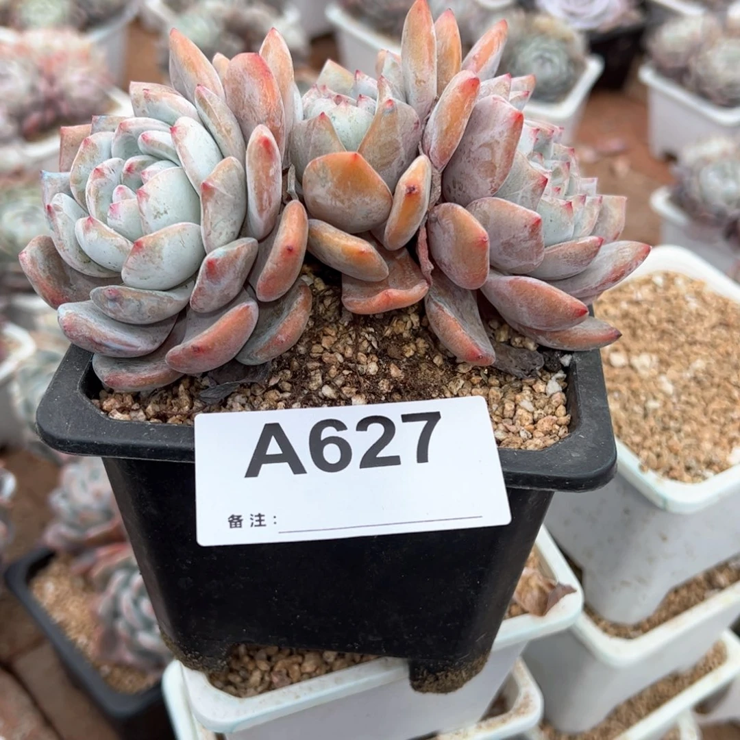 太*627 多肉多肉多肉多肉多肉多肉