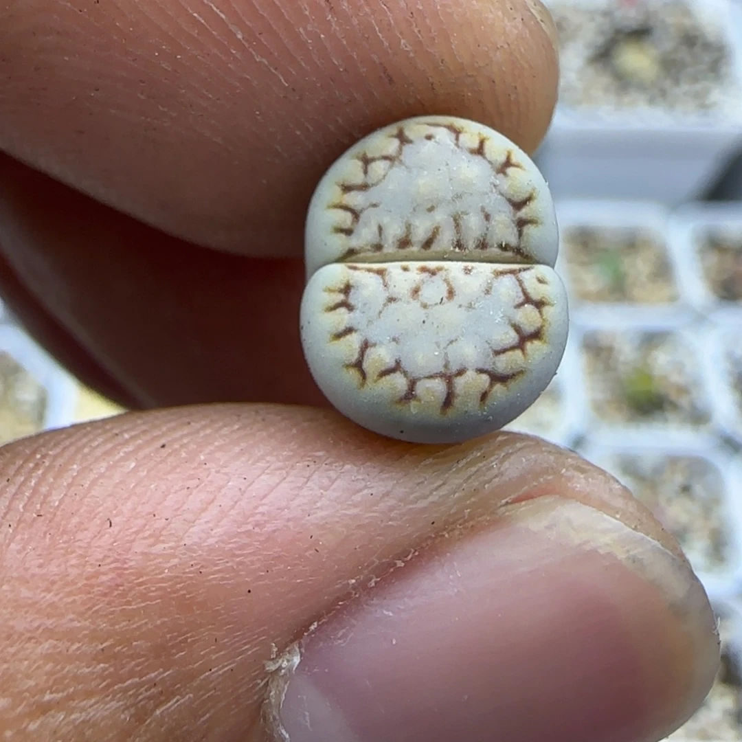 092 生石花大棚直播