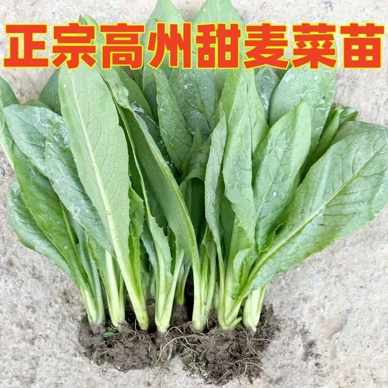 正宗高州甜麦菜软口甜脆高州麦新鲜蔬菜庭院阳台四季可种