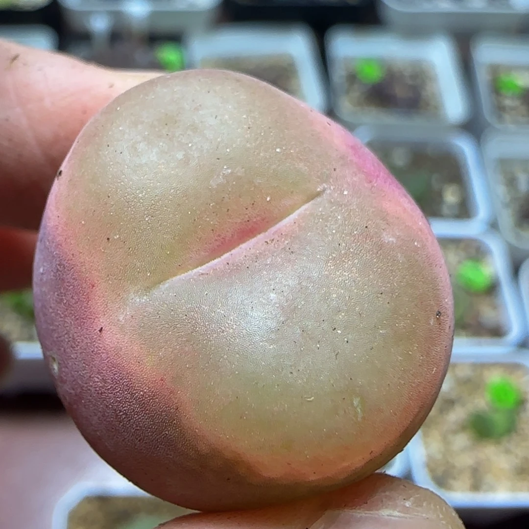 2.5+漂亮多肉植物439