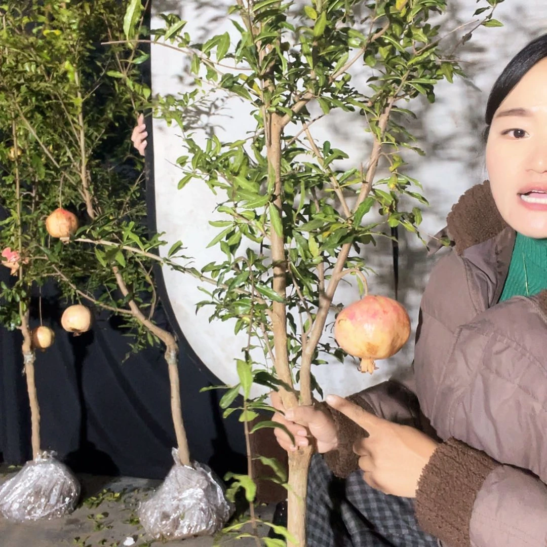 无花朵0510石榴树发货