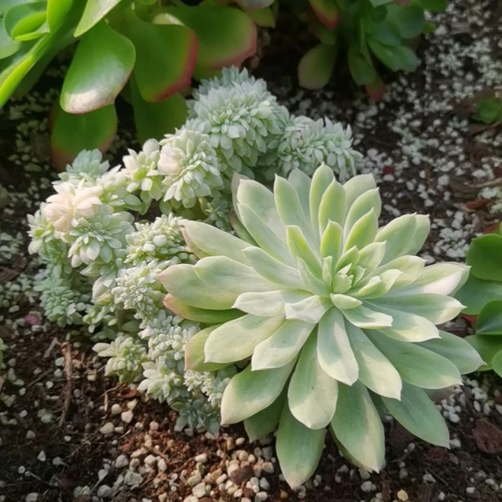 紫罗兰超白锦缀化群捌下发