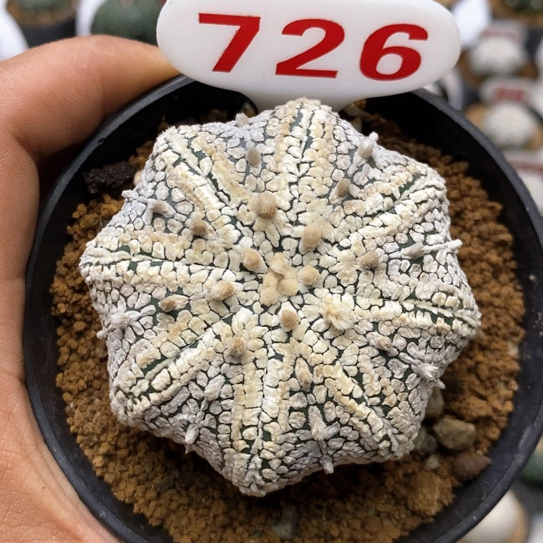 726福利特价来了哦亲