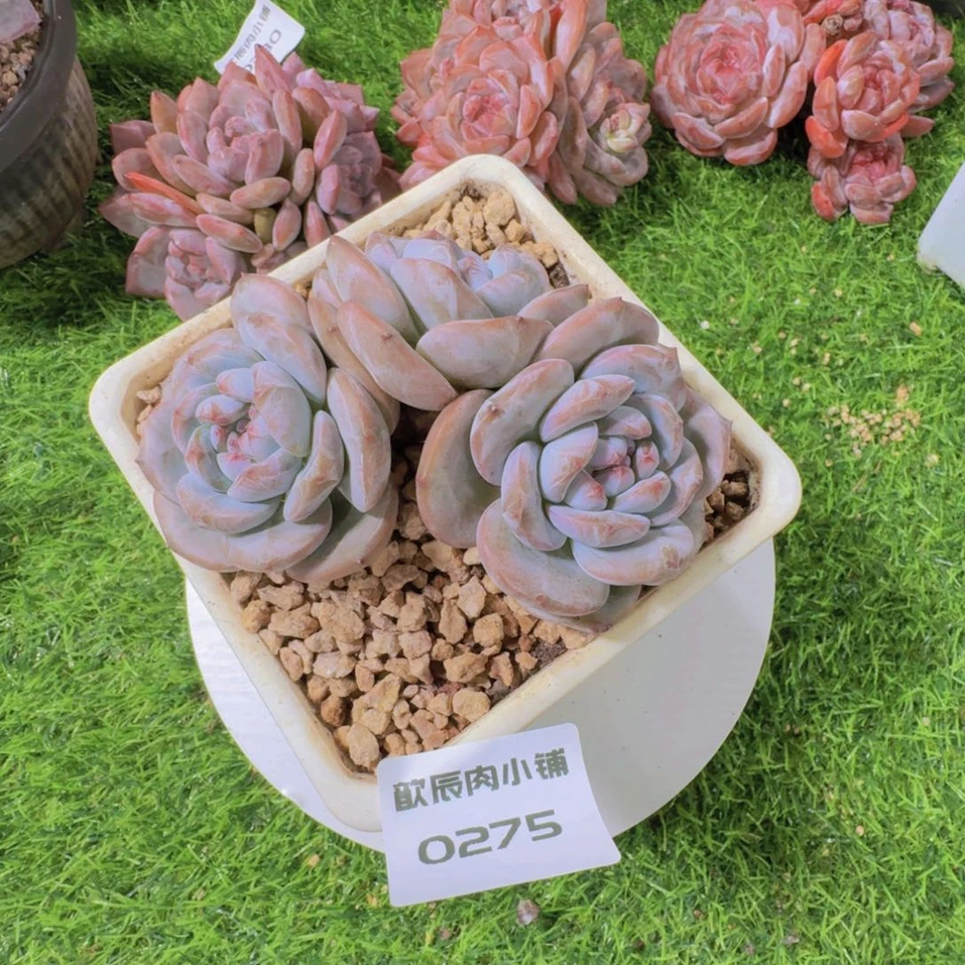 多肉植物石榴籽老桩0275