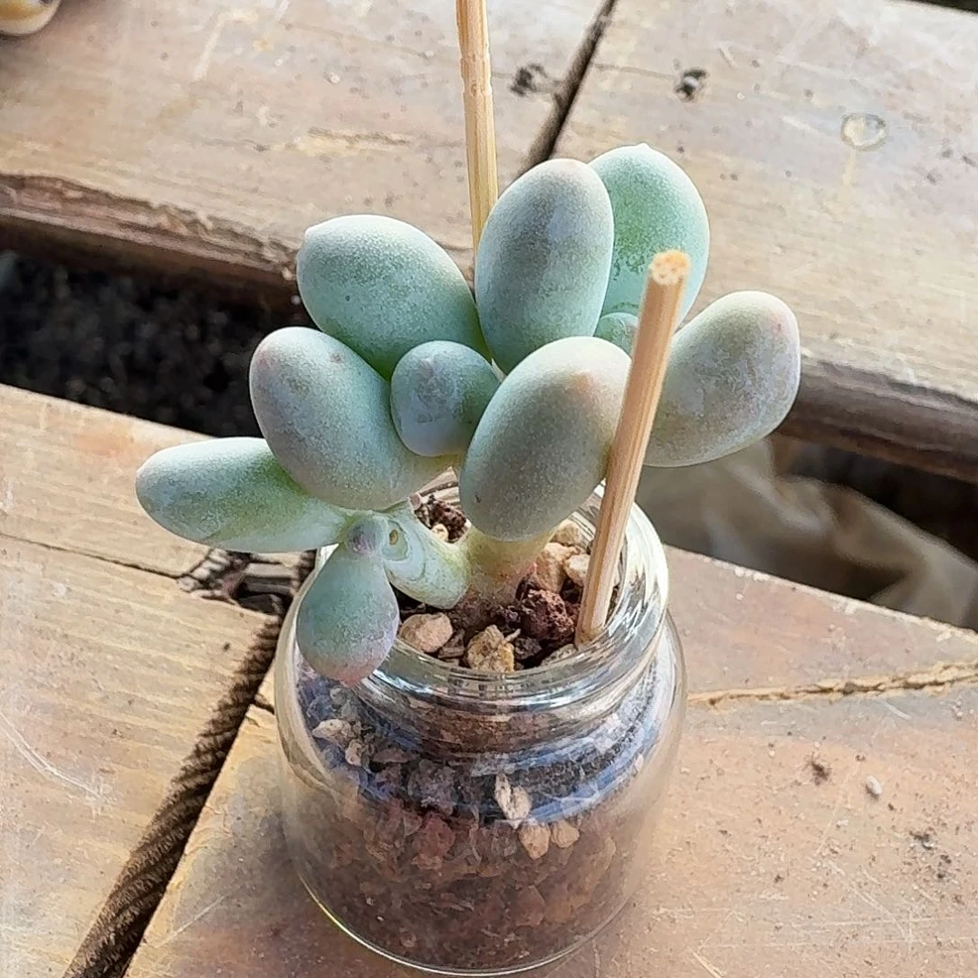 是***呀一只鱼专拍米可奶小树寄养