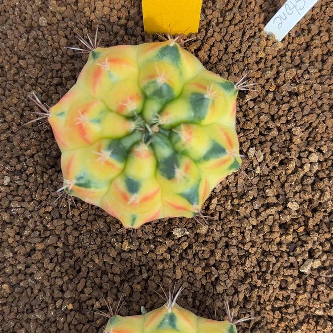 32-1116泰国发货多肉