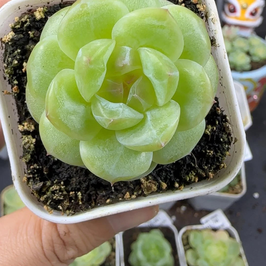 96东篱下多肉植物哈哈哈哈哈