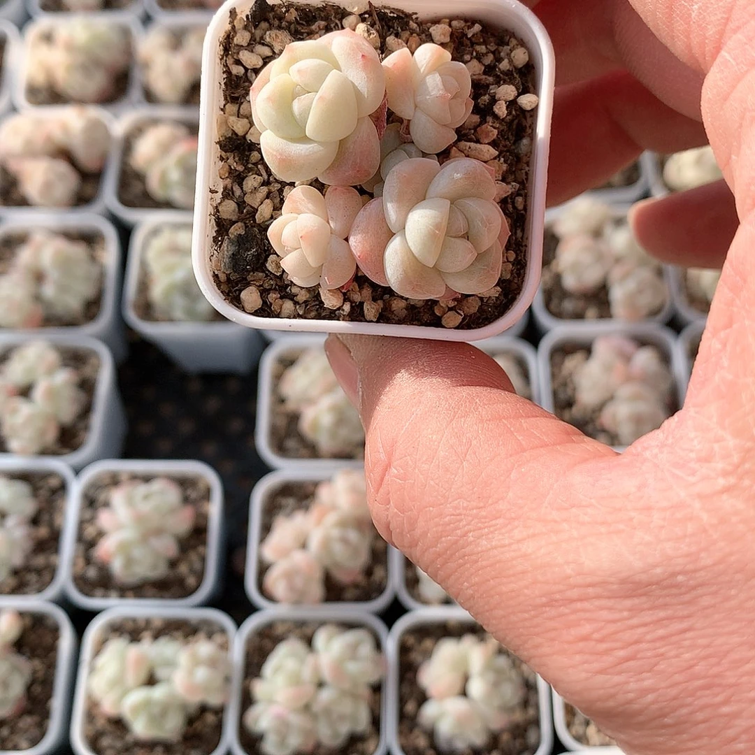 咕**噜咕噜的冰玉33333333