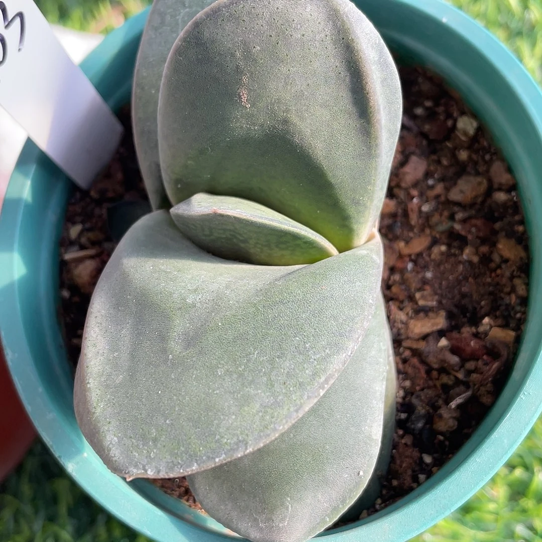 103脱土发货111111