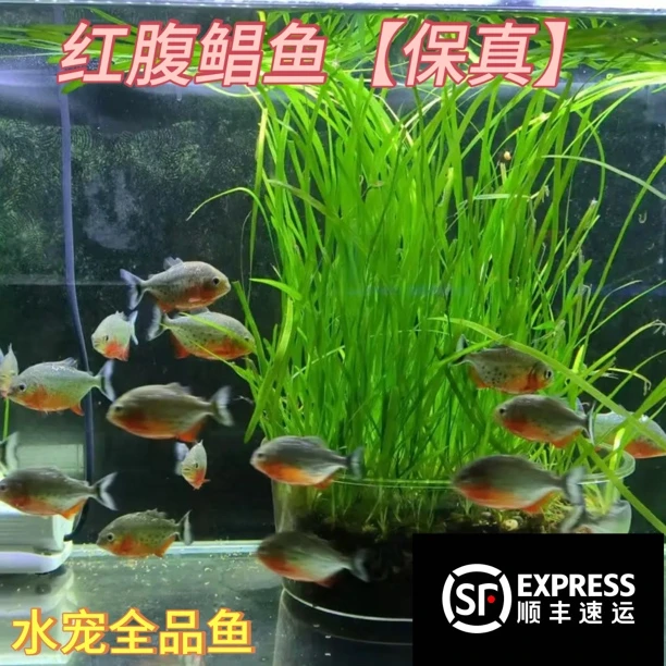 红腹红鲳鱼红文鱼活热带鱼淡水凶猛宠物观赏鱼活苗群游肉食性猛鱼