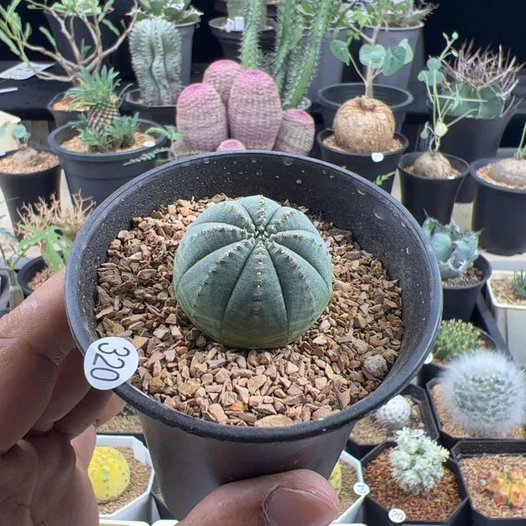 欧布实生3.3一物一拍带盆发