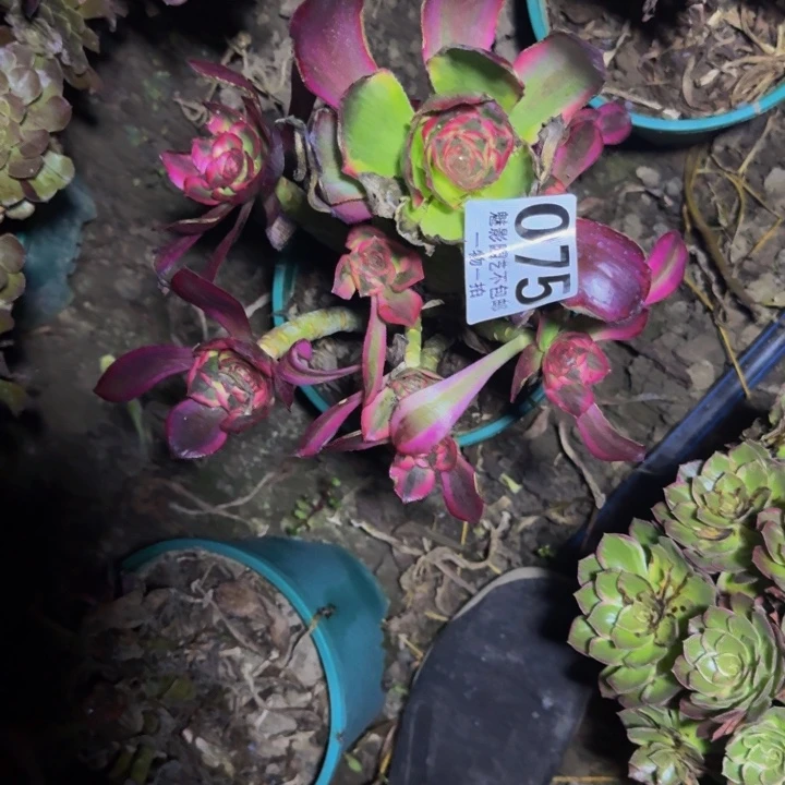 *****魅影花25-49包邮花花