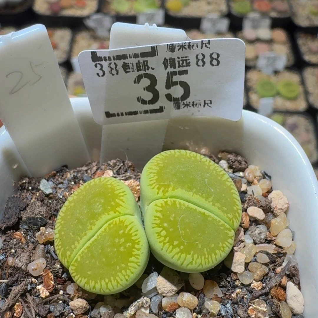 Sssss精品生石花35