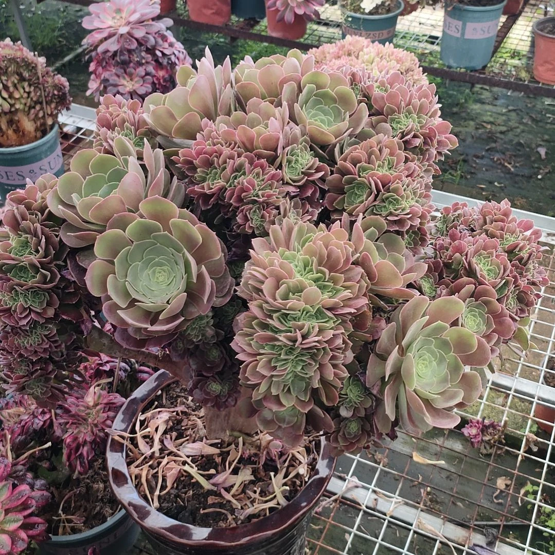 多肉法师锦玫瑰缀化