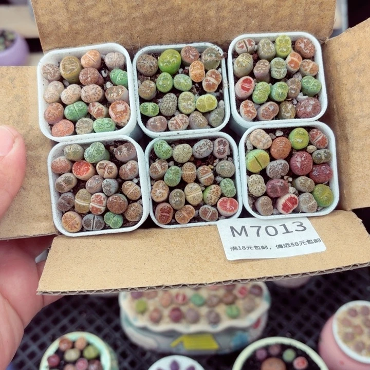 7013零下地区记得拍保温箱满18包邮