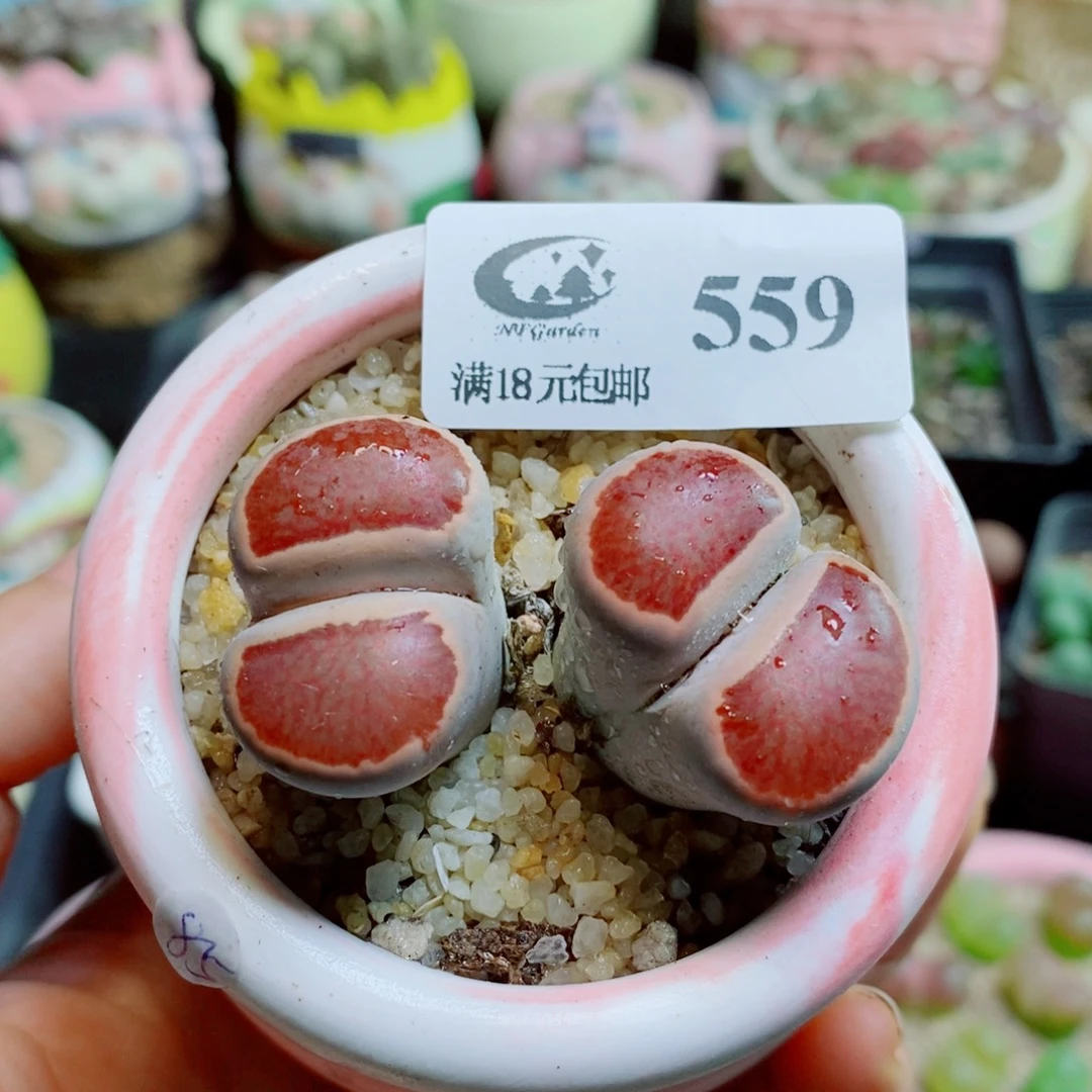 生石花花花花花花559