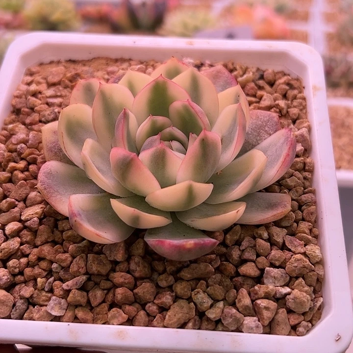 白白韩水晶锦多肉