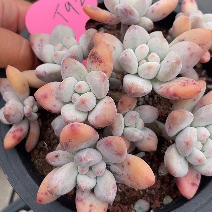 奶酪香水多肉植物群生920