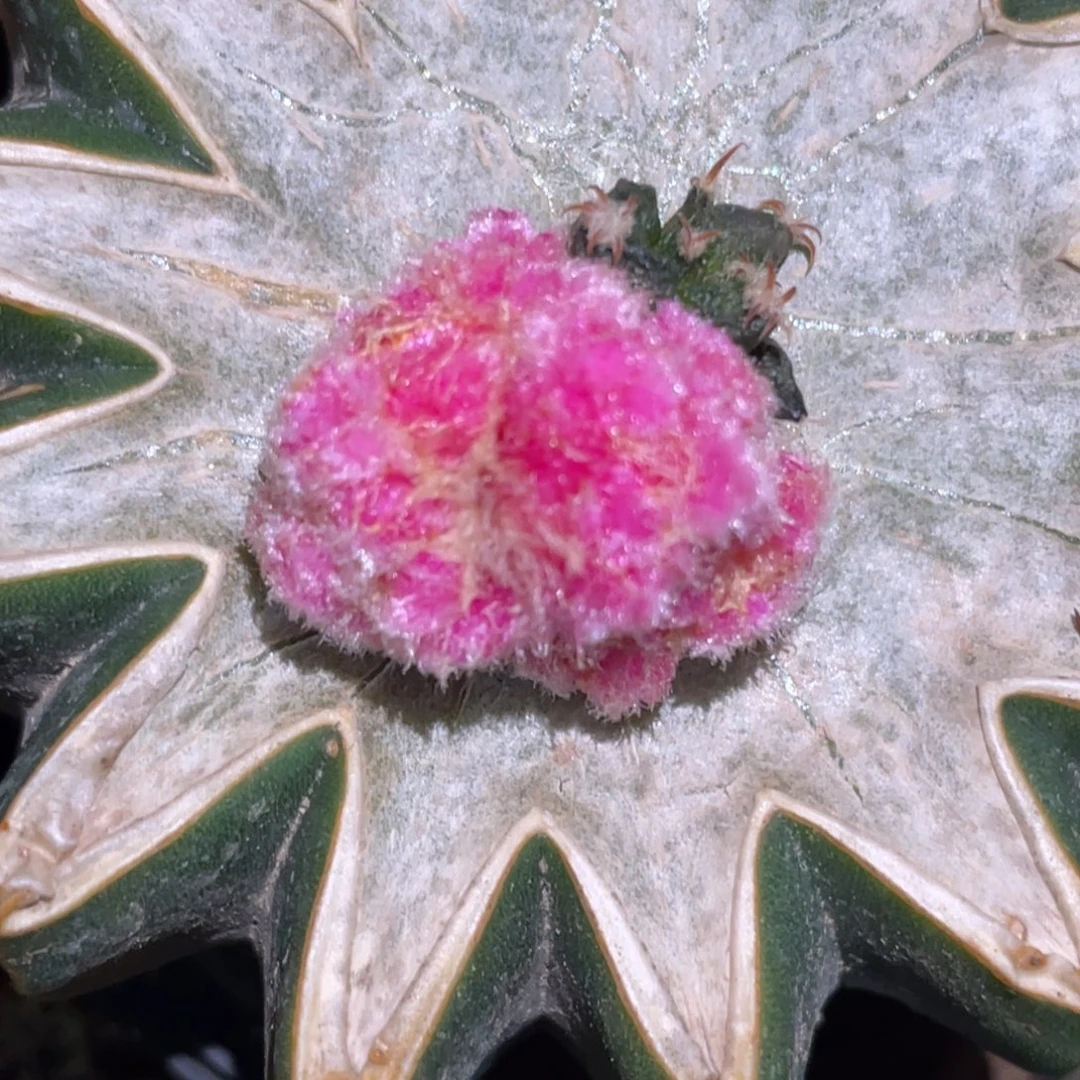 全部花朵牡丹石化锦 仙人球