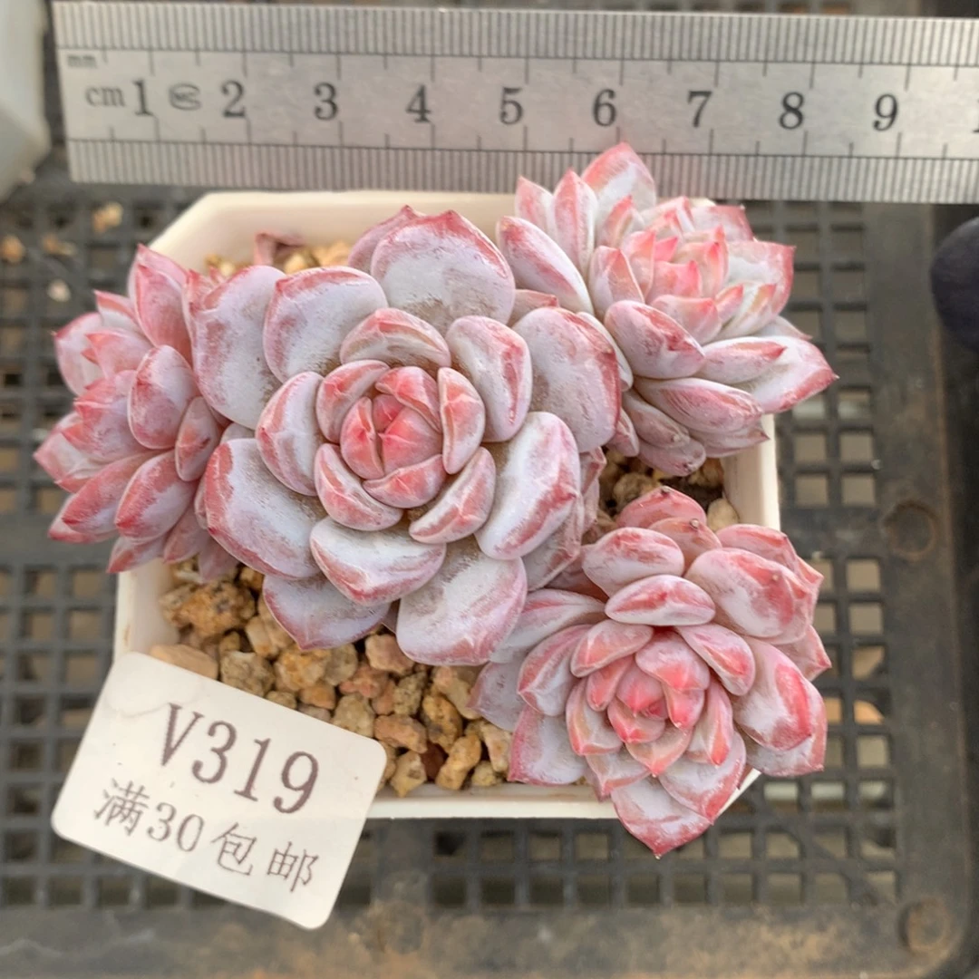 319。玉芙蓉老桩四头。