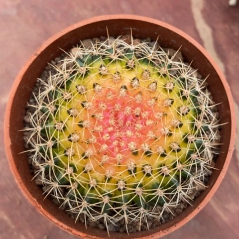 缀化单大6仙人球