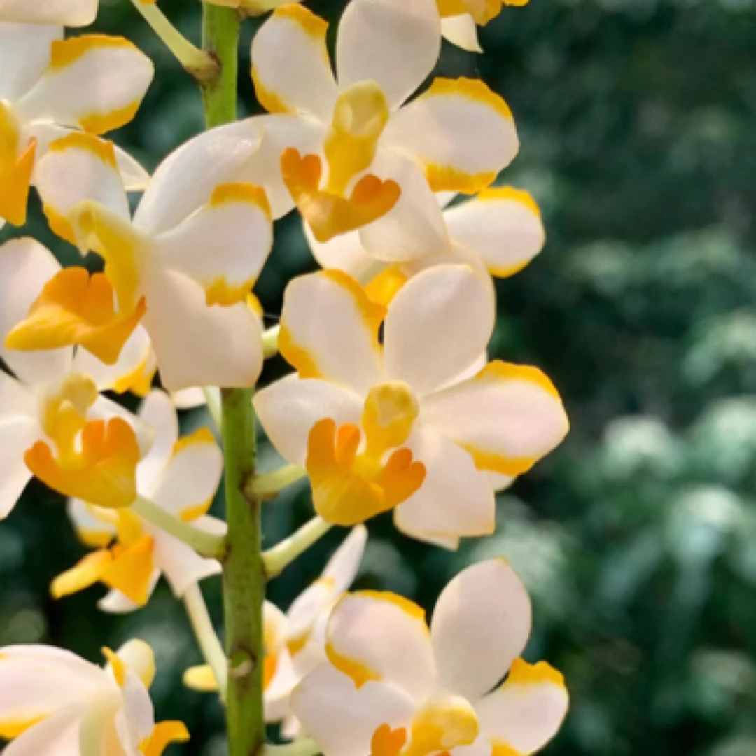 蝴蝶兰2.5杯黄花猫（苗）兰花吉祥如意带花