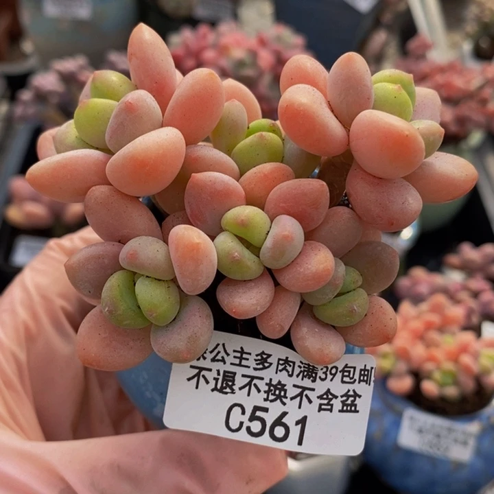 橘子洛神7cm561多肉植物