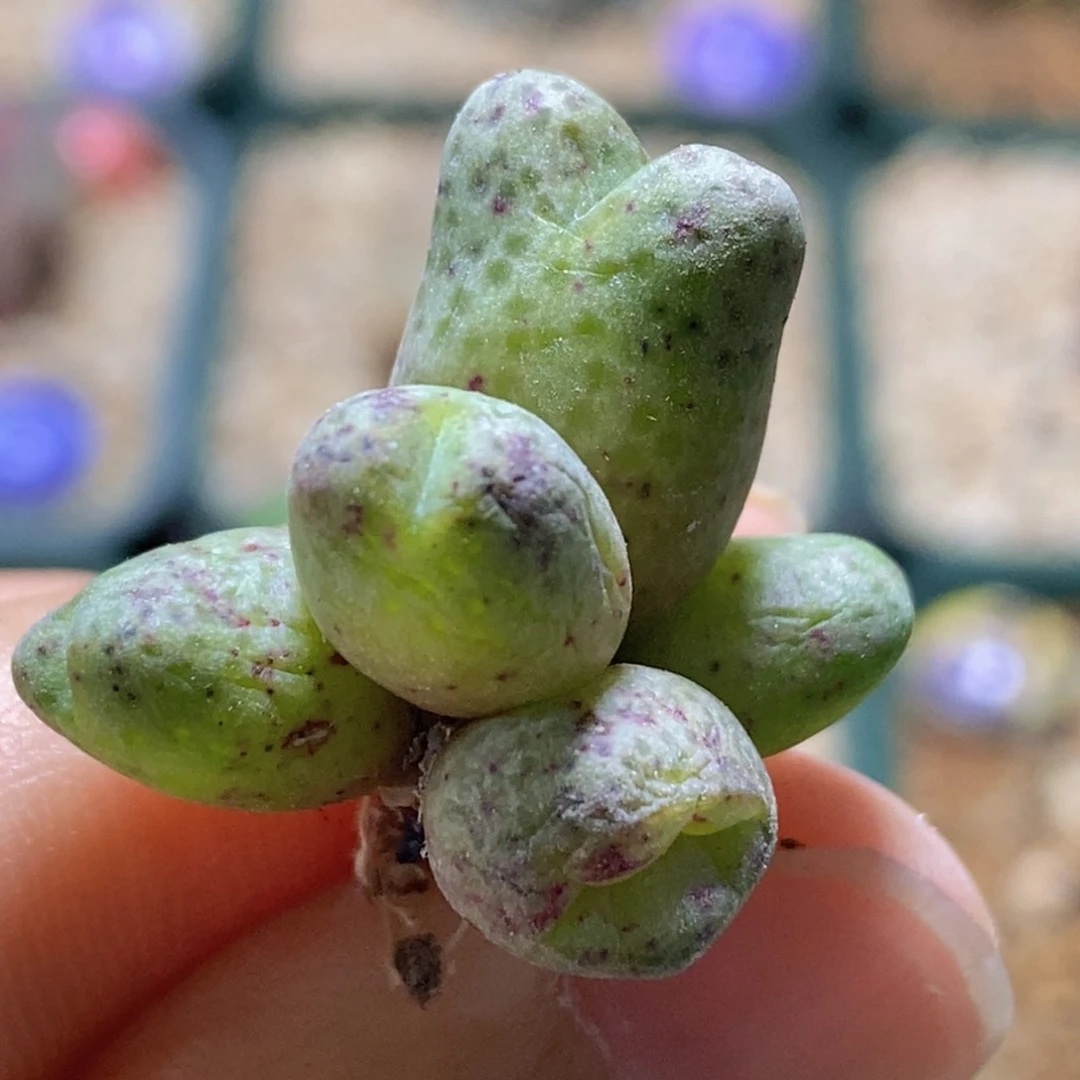 开播福利一颗青蛙955d