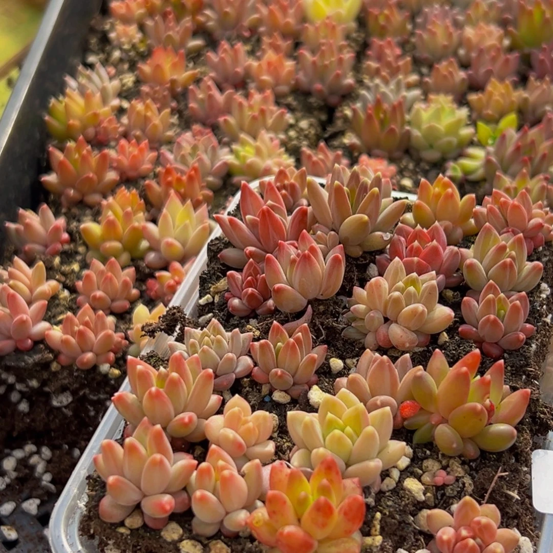 368多肉植物量拍一盒保底24颗