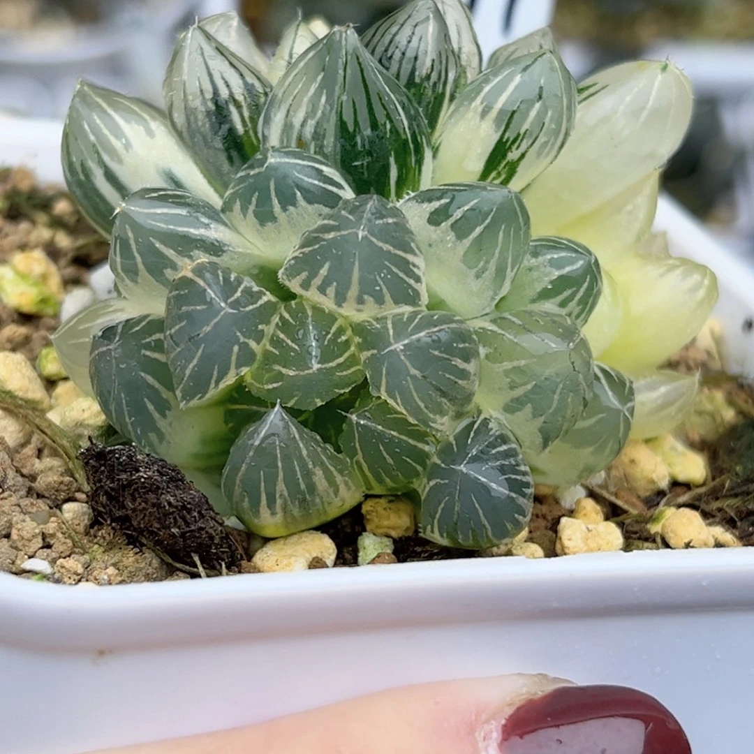 77龙爪玉露锦（糊斑➕极上斑）福利专场