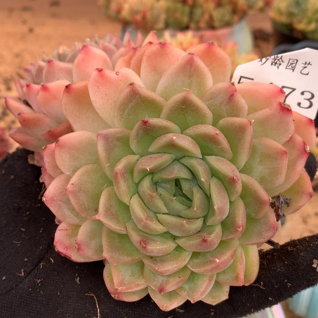 5473杂交多肉老桩