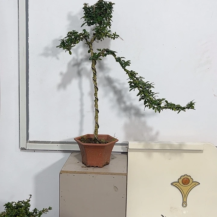 ℳ****888888福建茶