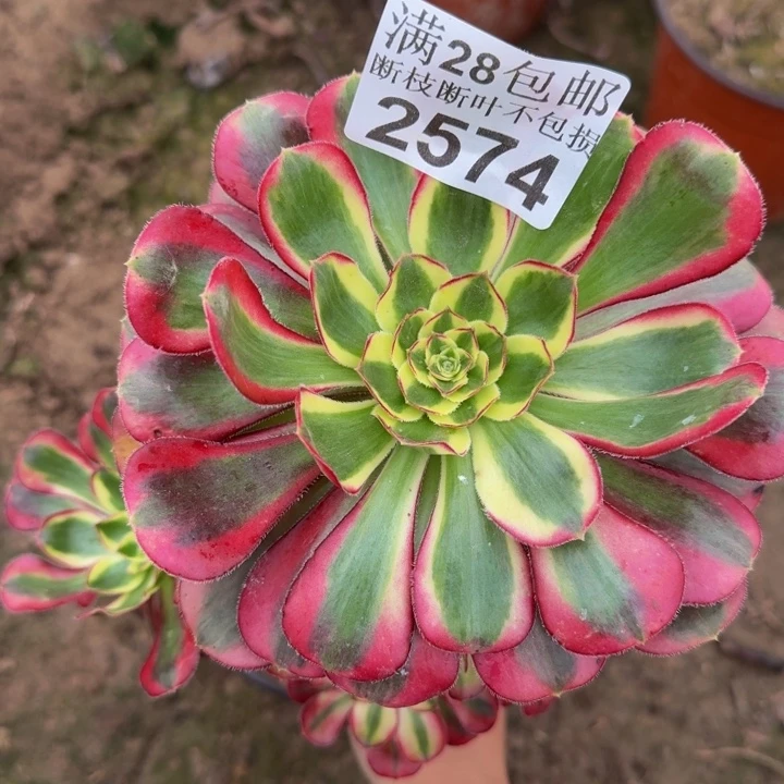 2574南冰淇淋多肉植物