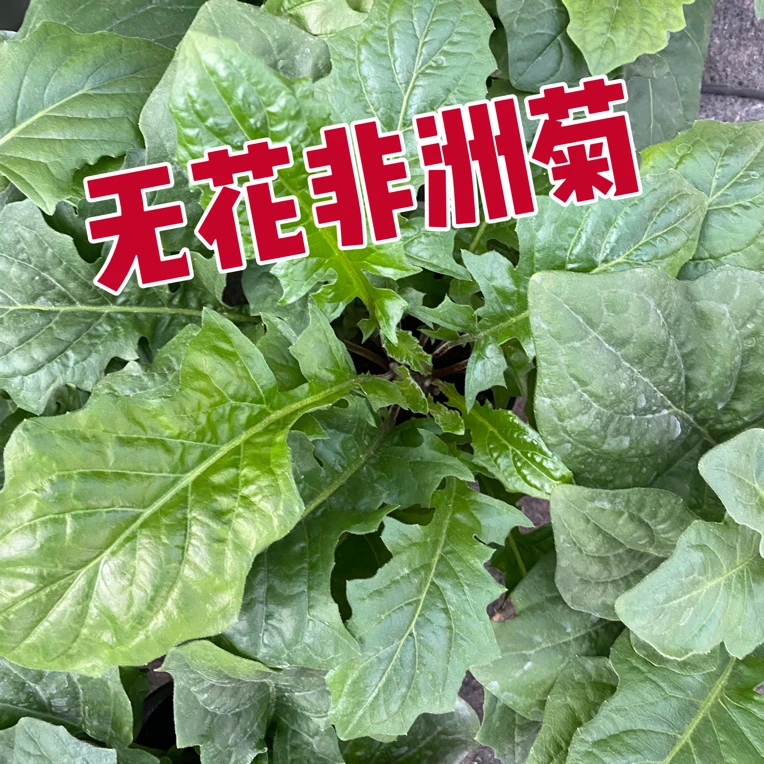 矮杆非洲菊（扶郎花）无花青棵随机