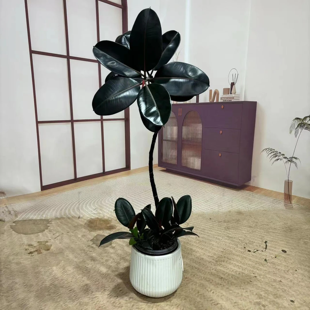 138黑金刚】橡皮树客厅大盆栽室内大型绿植好养四季办公室阳台植物