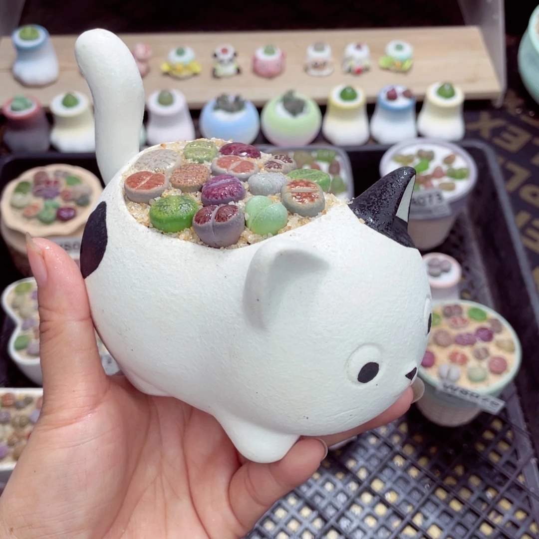 w8078 带盆土发货一物一拍