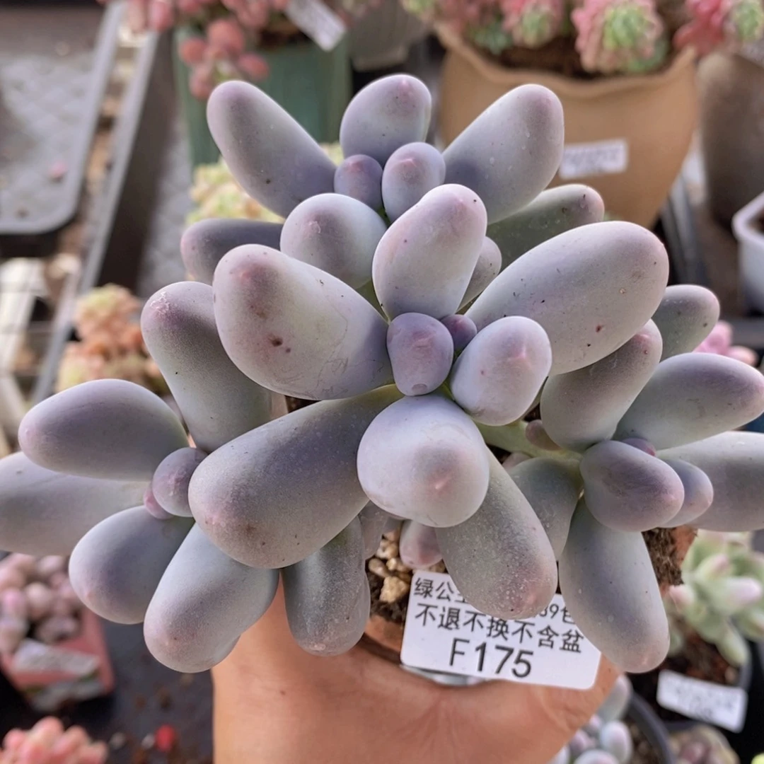 米可12cm175多肉植物