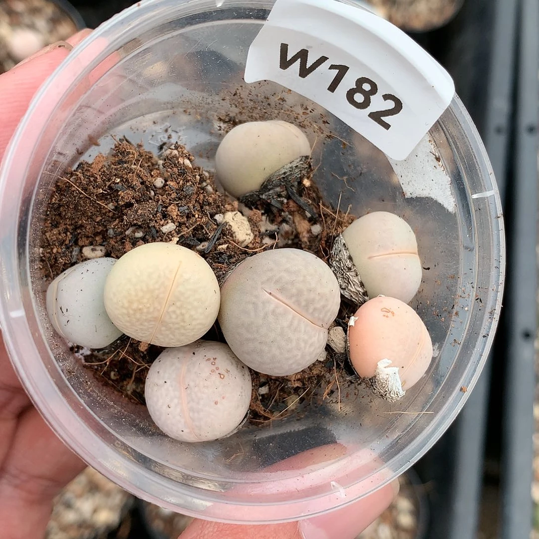 W182多肉植物保护